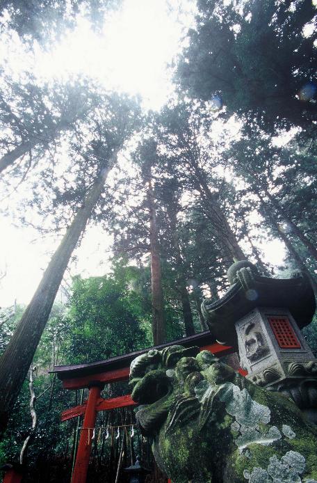 入選「杜（もり）」小林一夫　撮影場所：吉田八幡神社　撮影時期：平成19年1月