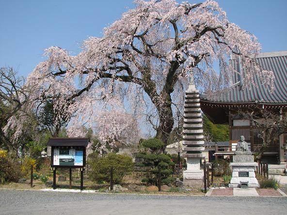 西方寺の枝垂桜