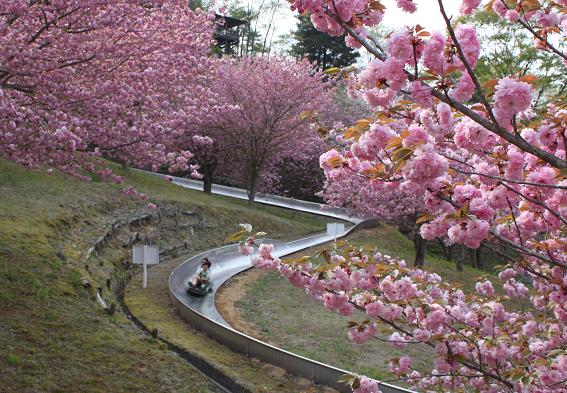 優秀賞「桜満開の公園」中�　文六　撮影場所：やすらぎの里公園　撮影時期：平成２２年５月
